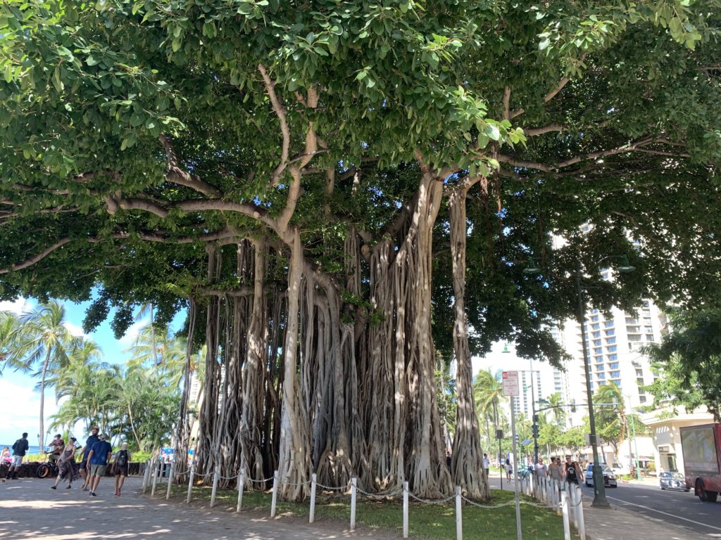 ハワイ　コロナに負けるな　ハワイ旅行